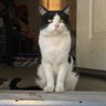 Moo profil fotoğrafı