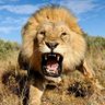 zilolo profil fotoğrafı