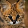 ะคะพัะพ ะฟัะพัะธะปั Serval
