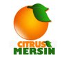 Citrus Mersin 的头像