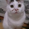 まぐまぐ 的头像