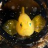 ユウル 的头像