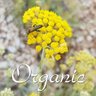 Profilbild von Helichrysum_Italicum