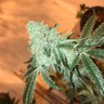 Profilbild von EmpireCannabisFarms