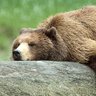 Profilbild von Grizzlythefur