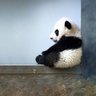minglet's profile picture