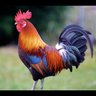 Lonely Rooster profil fotoğrafı