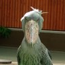 CUG's profile picture