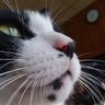 Фото профиля ねこ♪