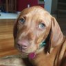Фото профиля Sage Vizsla
