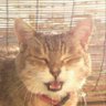 lovebird's profile picture