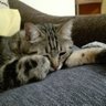 MilleSogni~'s profile picture