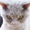 tomcat's profile picture