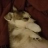 Sleepy Comics's profile picture
