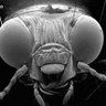 Фото профиля El Mosca