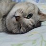 chopin_にゃんまっしぐら🐶🙀🙀 profil fotoğrafı