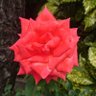 Фото профиля にんにん