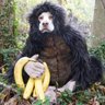 Profilbild von pon