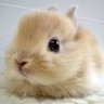 みるきー's profile picture