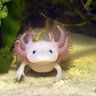 AxolotlMarxist profil fotoğrafı