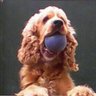 Democrático's profile picture