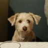 ChuckPT profil fotoğrafı
