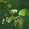 Mora Verde 🦋🌻🌻🌻 profil fotoğrafı