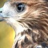 الرادار 👀 profil fotoğrafı