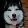 koji profil fotoğrafı