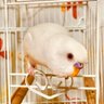 リコポ 的头像