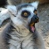 Renato Sanseverino's profile picture