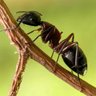 Фото профиля Formiga