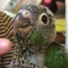 ぬくぬくのヌー 的头像