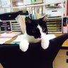シャノン's profile picture