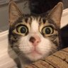 Profilbild von Gül Ergül