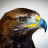 Diarek profil fotoğrafı