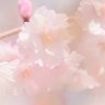 Profilbild von 桜姫🌸🦀
