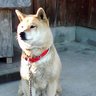 さかもち 的头像