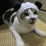 Фото профиля ササオカくん
