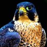 Rabie AlDakkak DVM ربيع الدقاق's profile picture