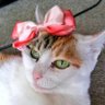 コキチ🐾 profil fotoğrafı