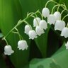 Muguet 的头像