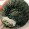 ぷろっぷす profil fotoğrafı