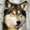 Profilbild von Wolfus Verus