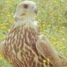 Profilbild von Bader