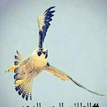 tw_5b's profile picture