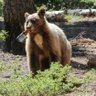 tbear 的头像