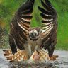 Фото профиля Águila Solitaria