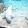 🌺🏝️かなしきモンスター🪸🐠 profil fotoğrafı