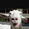 Tennessee Goat 的头像
